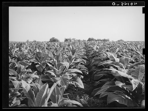 Untitled photo, possibly related to: Tobacco field on farm of Henry Stultzfus and his son. Lancaster County, Pennsylvania
