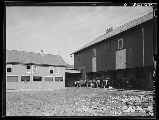 Untitled photo, possibly related to: Lititz (vicinity), Lancaster County, Pennsylvania. Barnyard on the farm of C.F. Minnich