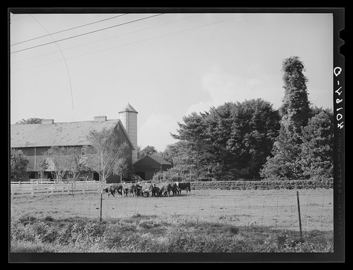 Untitled photo, possibly related to: Lititz (vicinity), Lancaster County, Pennsylvania. Barn and silo on the farm of C.F. Minnich