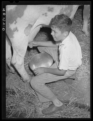 Maytown (vicinity), Lancaster County, Pennsylvania. Jay Reich Jr. milking on the farm of FSA (Farm Security Administration) client Jay Reich