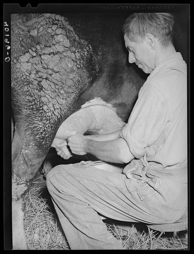 Barto, Berks County, Pennsylvania. Milking on the farm of Thomas G. Evans, a FSA (Farm Security Administration) client