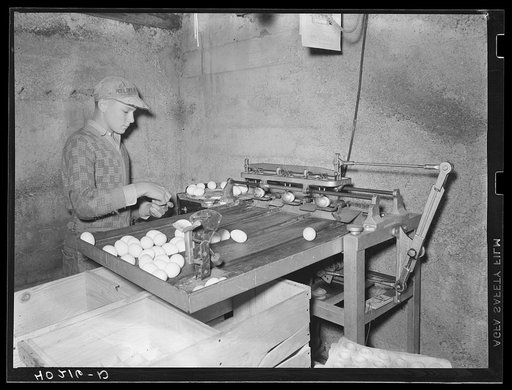 Lancaster County, Pennsylvania. Herbert Royer grading eggs on the Enos Royer farm