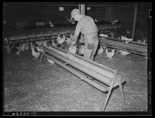Lancaster County, Pennsylvania. Herbert Royer feeding the chickens on the Enos Royer farm