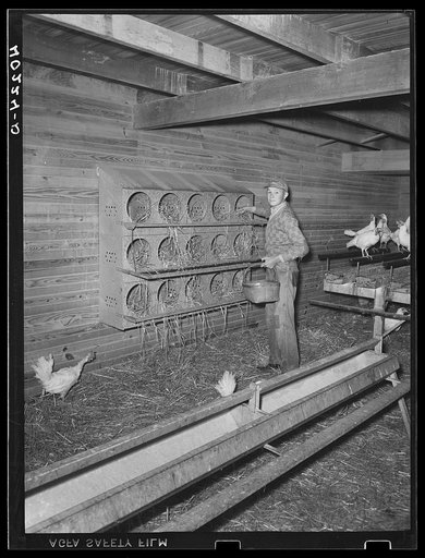 Lancaster County, Pennsylvania. Herbert Royer gathering eggs on the Enos Royer farm