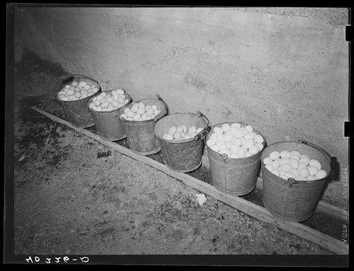Royer farm, Lancaster County, Pennsylvania. Eggs stored in the chicken house. The pails have screen bottoms and there is wet peat moss in the trough under them