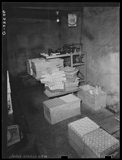 Lancaster County, Pennsylvania. The egg grader in the chicken house on the Enos Royer farm