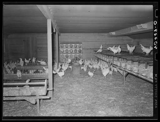 Royer farm, Lancaster County, Pennsylvania. One room in the chicken house