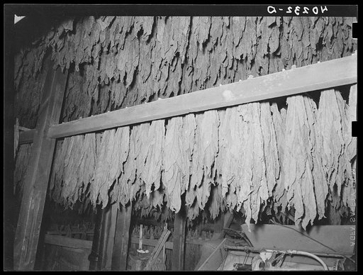 Lancaster County, Pennsylvania. Tobacco hanging in the tobacco barn on the Enos Royer farm.