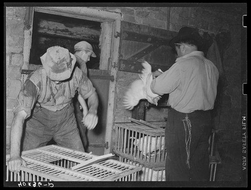 Lancaster County, Pennsylvania. Enos and Herbert Royer and a Philadelphia poultry buyer loading chickens