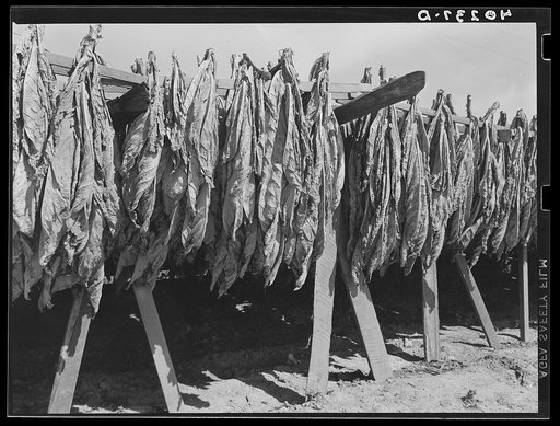 Churchtown (vicinity), Lancaster County, Pennsylvania. Tobacco drying in a field