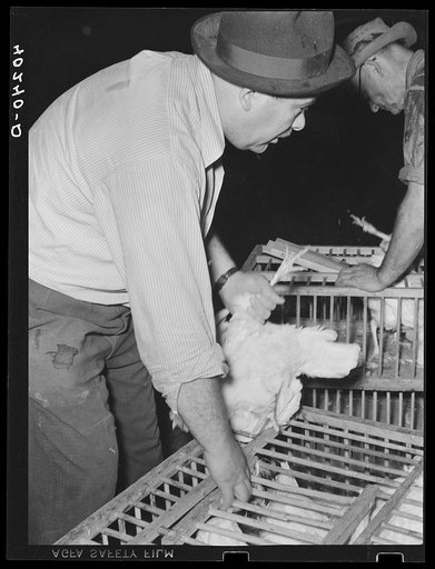 Untitled photo, possibly related to: Lancaster County, Pennsylvania. Enos Royer weighing a crate of chickens on his farm for a Philadelphia poultry buyer. There was a row between him and Royer as to how many sick chickens he could throw out of the lot he had agreed to buy. Royer won the day, and twe