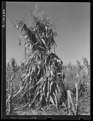 Churchtown (vicinity), Lancaster County, Pennsylvania. Corn shock