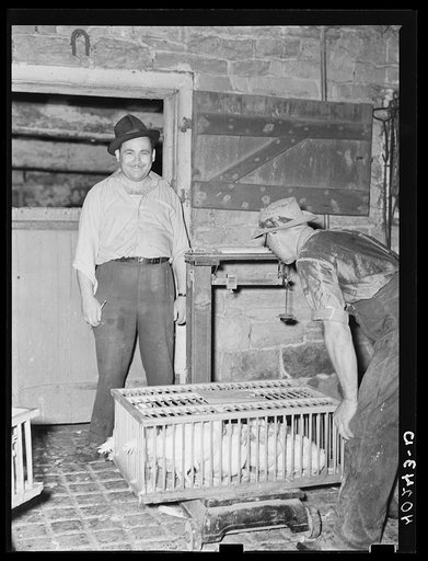 Lancaster County, Pennsylvania. Enos Royer weighing a crate of chickens on his farm for a Philadelphia poultry buyer. There was a row between him and Royer as to how many sick chickens he could throw out of the lot he had agreed to buy. Royer won the day, and twelve sick chickens have found their wa