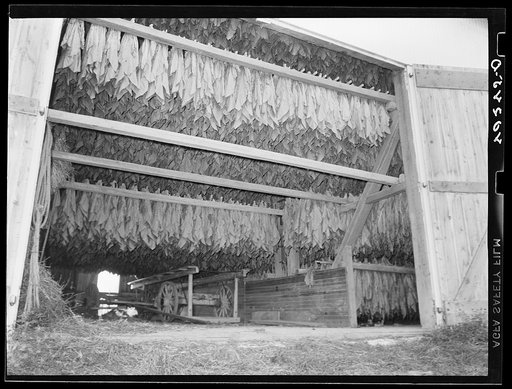 Churchtown (vicinity), Lancaster County, Pennsylvania. Tobacco hanging in a barn