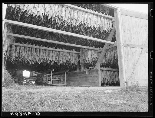 Churchtown (vicinity), Lancaster County, Pennsylvania. Tobacco hanging in a barn