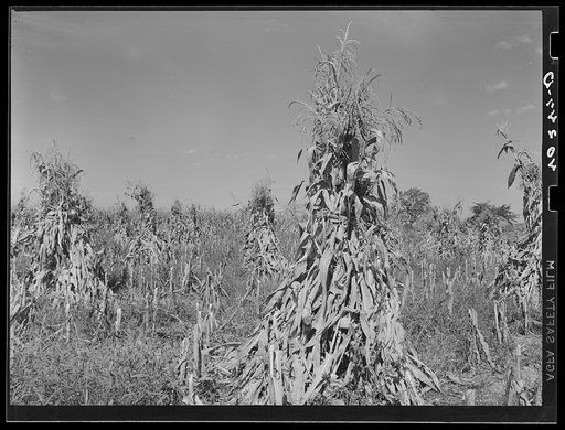Churchtown (vicinity), Lancaster County, Pennsylvania. Corn shocks in a field