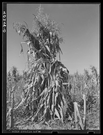 Churchtown (vicinity), Lancaster County, Pennsylvania. Corn shocks in a field