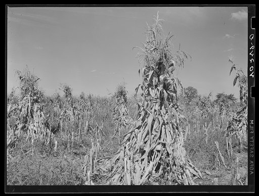 Churchtown (vicinity), Lancaster County, Pennsylvania. Corn shocks in a field