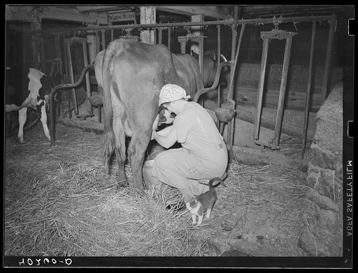 Enos Royer farm, Lancaster County, Pennsylvania. Mrs. Royer milking