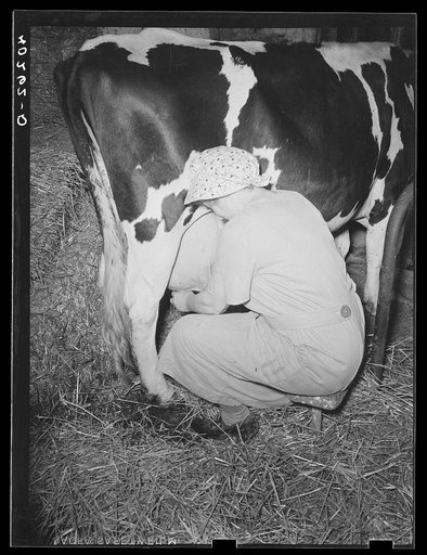 Lancaster County, Pennsylvania. Mrs. Royer milking on the Enos Royer farm