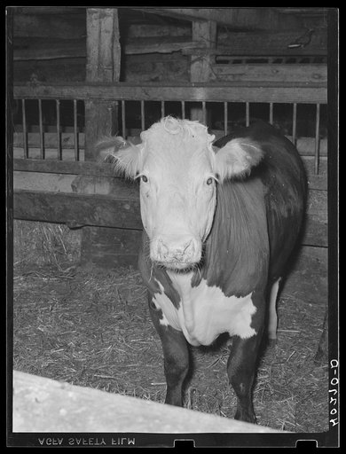 Lancaster County, Pennsylvania. Herbert Royer's 4-H Club steer on the Enos Royer farm