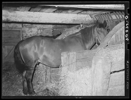 Lancaster County, Pennsylvania. One of the horses on the Enos Royer farm