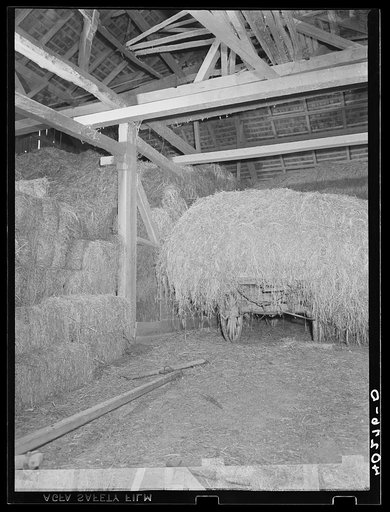 Lancaster County, Pennsylvania. Hay in the barn on the Enos Royer farm