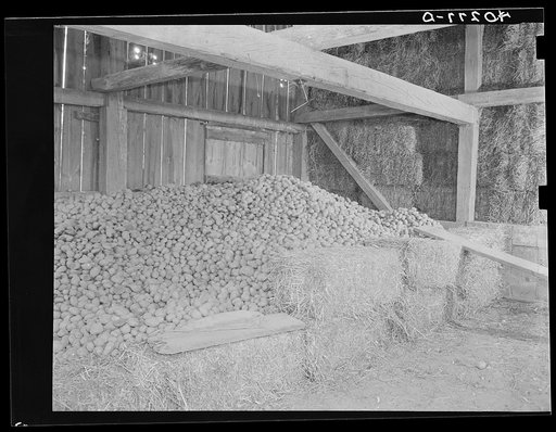 Lancaster County, Pennsylvania. Potatos and hay in the barn on the Enos Royer farm