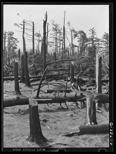 New England hurricane. Pine wood lot near Worcester and Amherst, Massachusetts