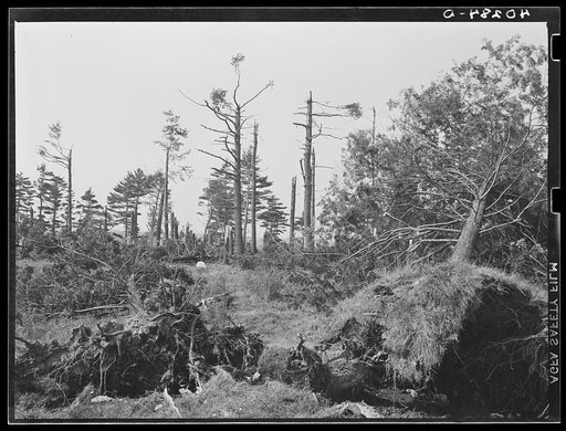 Untitled photo, possibly related to: Pine wood lot near Worcester and Amherst, Massachusetts