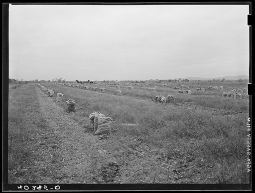 New England hurricane. Onion field near Hadley, Massachusetts