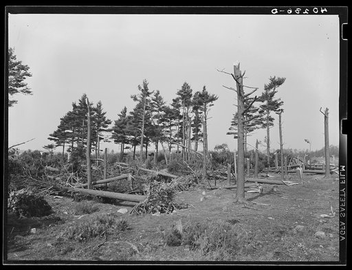 Pine wood lot near Worcester and Amherst, Massachusetts