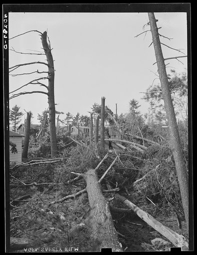 New England hurricane. Pine wood lot near North Brookfield, Massachusetts