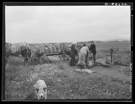 New England hurricane. Salvaging onions near Hadley, Massachusetts