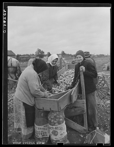 New England hurricane. Salvaging onions near Hadley, Massachusetts