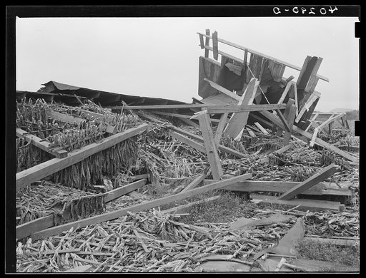 New England hurricane. Tobacco barn in Massachusetts