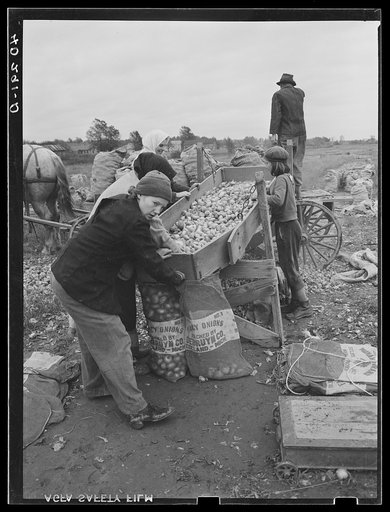 New England hurricane. Salvaging onions near Hadley, Massachusetts