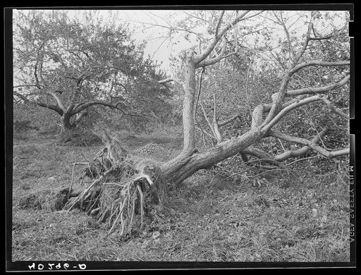New England hurricane. Apple orchard in Connecticut