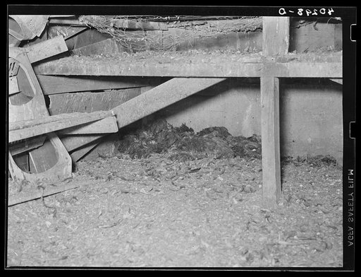 New England hurricane. Dead chickens in debris of chicken house. Between Worcester and Amherst, Massachusetts