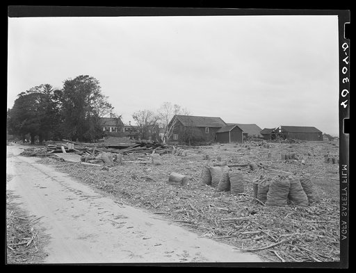 Untitled photo, possibly related to: New England hurricane. Onions, corn, and a mixture of debris brought in by the Connecticut River flood near Northampton, Massachusetts