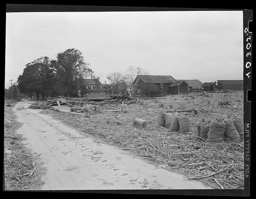 New England hurricane. Onions, corn, and a mixture of debris brought in by the Connecticut River flood near Northampton, Massachusetts