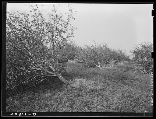 New England hurricane. Apple orchard near North Brookfield, Massachusetts. This orchard has seven thousand trees and eighty-five percent of them went down