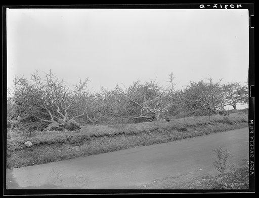 New England hurricane. Apple orchard in Connecticut