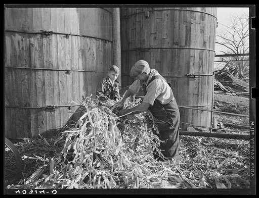 Tolland County, Connecticut. Mr. Schneider filling a silo on his farm