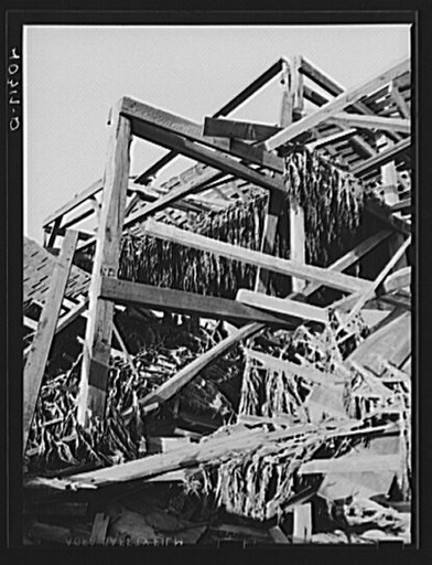 New England hurricane. Tobacco barn in Connecticut