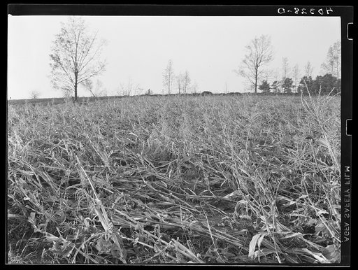 Worcester (vicinity), Massachusetts. A cornfield on the farm of H.L. Beers laid flat by the New England hurricane
