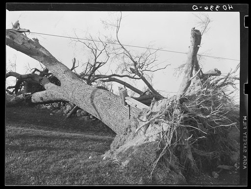 New England hurricane. Tree down on H.L. Beer's place near Worcester, Massachusetts
