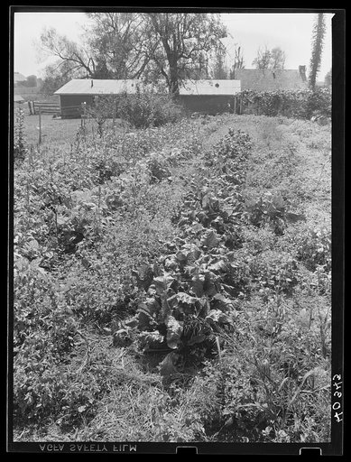 Lancaster County, Pennsylvania. The home garden on the farm of Enos Royer
