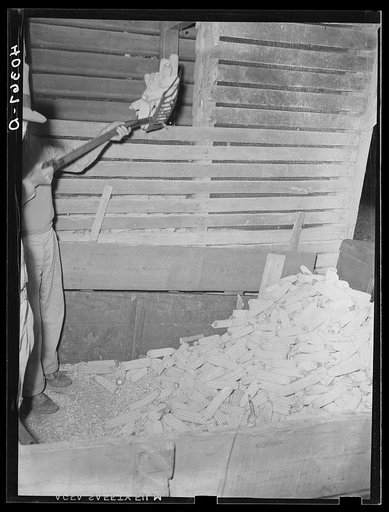 Lancaster County, Pennsylvania. Shoveling corn into a crib on the Enos Royer farm