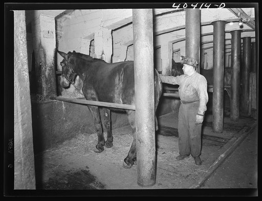 Shenandoah, Pennsylvania. Interior of a mule stable in the Maple Hill mine, seven hundred feet below ground, showing a miner and some mules. Once they go down the mules don't come up until they die. Some have been down for the last twenty-five years
